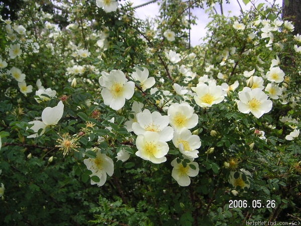 'Dünen-Rose' rose photo