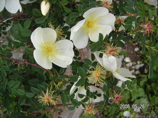 'Dünen-Rose' rose photo