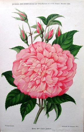 'Madame Claire Jaubert' rose photo