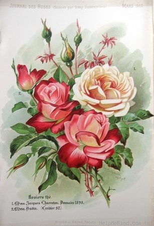 'Madame Jacques Charreton' rose photo