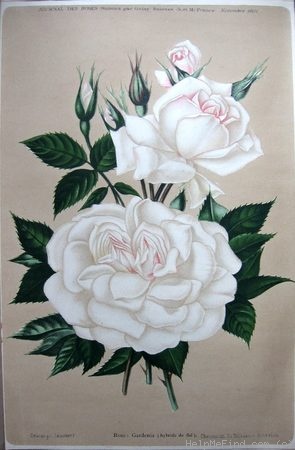 'Gardenia (hybrid tea, Soupert & Notting, 1898)' rose photo