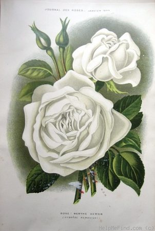 'Berthe Gemen' rose photo