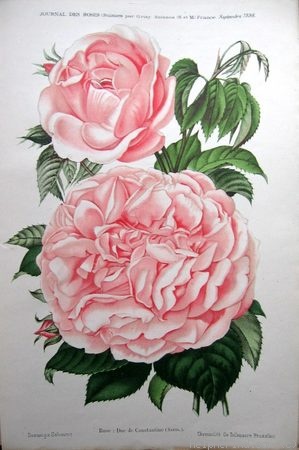 'Duc de Constantine' rose photo