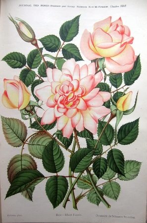 'Albert Fourès' rose photo