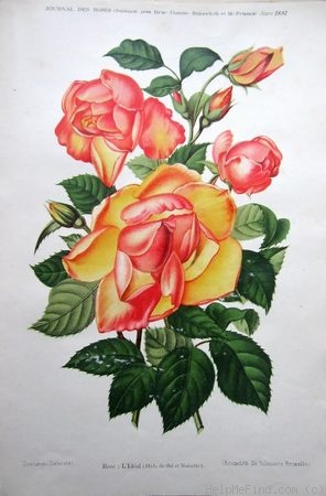 'L'Idéal' rose photo