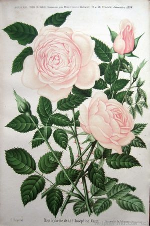 'Joséphine Marot' rose photo