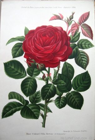 'Colonel Félix Breton' rose photo
