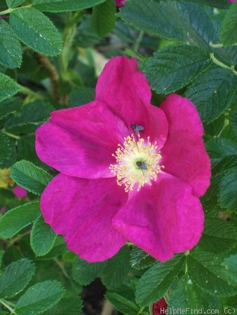 'Rugspin' rose photo