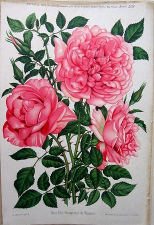 'Vicomtesse de Wautier' rose photo