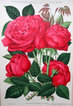 'Souvenir du Rosiériste Gonod' rose photo