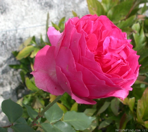 'Tellensohn' rose photo