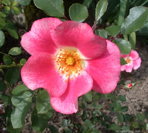 'Schloss Heidegg' rose photo