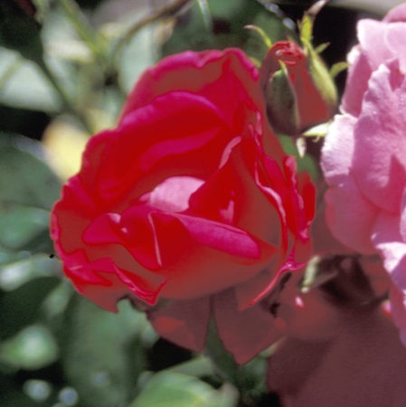 'Lafayette (floribunda, Nonin, 1918)' rose photo