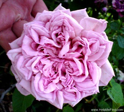 'Taischa' rose photo