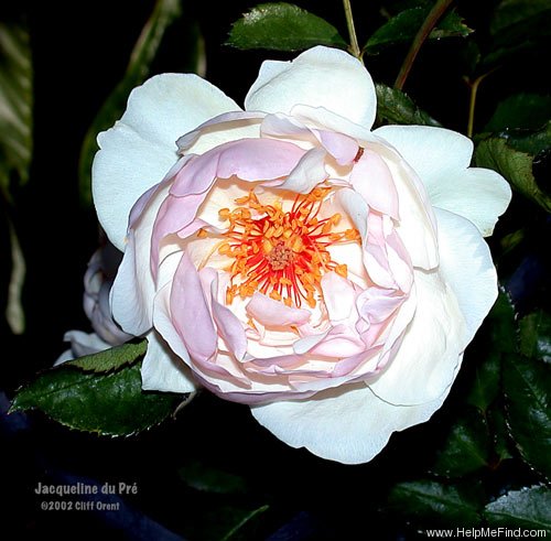'Jacqueline du Pré (shrub, Harkness before 1986)' rose photo