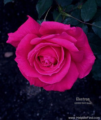 'Electron ® (hybrid tea, McGredy, 1962)' rose photo