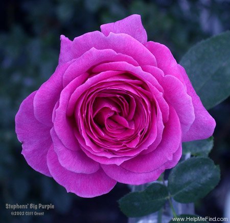 'Stephens' Big Purple (Hybrid Tea, Stephens, 1985)' rose photo
