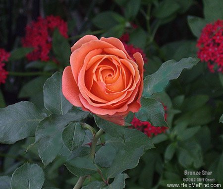 'Bronze Star ™ (hybrid tea, Weeks, 2000)' rose photo