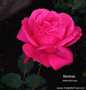 'Electron ® (hybrid tea, McGredy, 1962)' rose photo