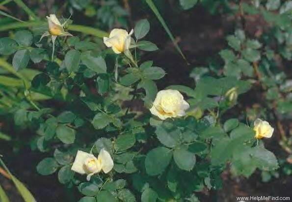 'J.P. Connell' rose photo