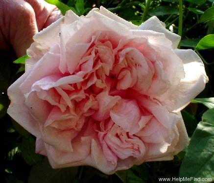 'Souvenir d'un Ami (tea, Bélot-Défougère, 1844)' rose photo
