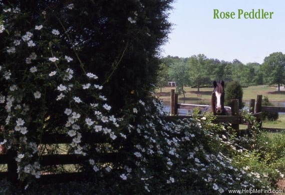 'Cherokee Rose' rose photo