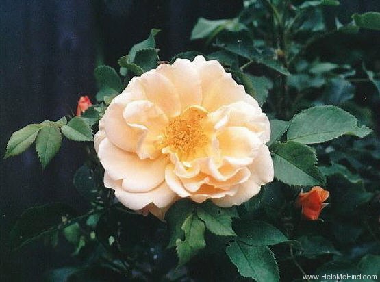 'Goldbusch' rose photo