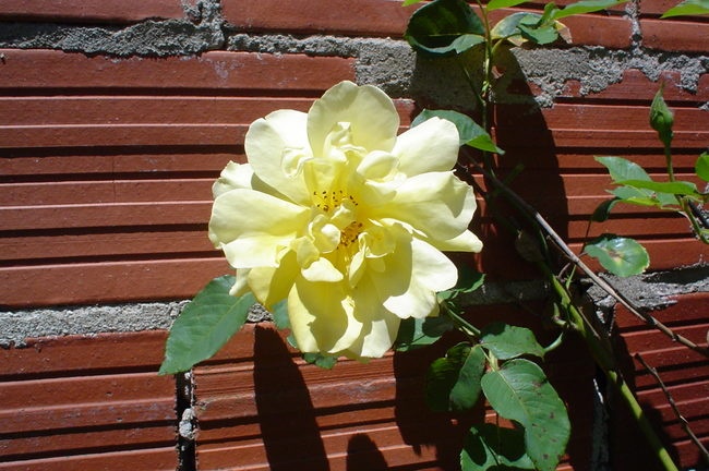 'Buccaneer' rose photo