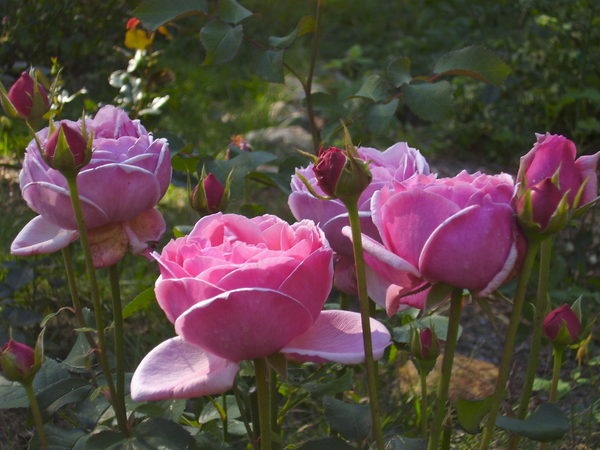 'Pretty Jessica' rose photo