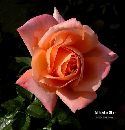 'Atlantic Star' rose photo