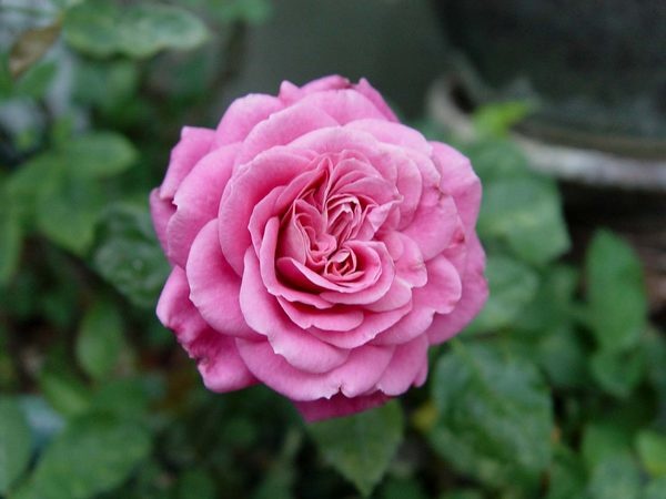 'Queen Parade' rose photo