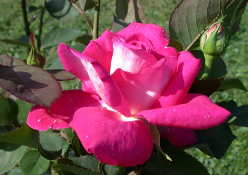 'Acapella ® (hybrid tea, Evers/Tantau, 1994)' rose photo