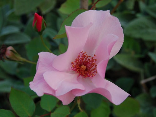'Dainty Bess' rose photo