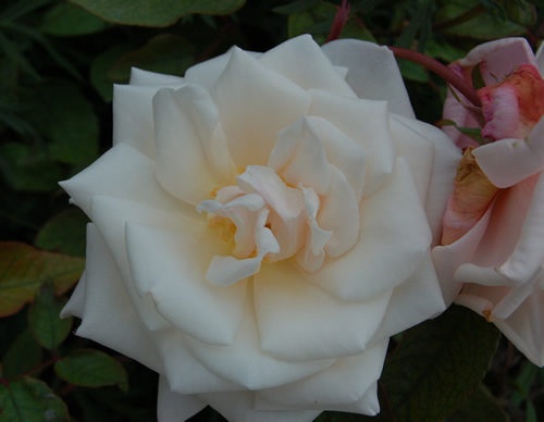 'Madame Antoine Mari (Tea, Mari before 1890)' rose photo