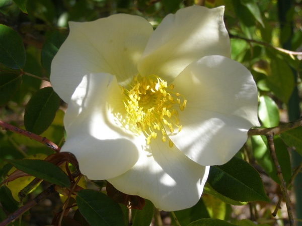 '<i>Rosa gigantea</I> Collett ex Crépin' rose photo