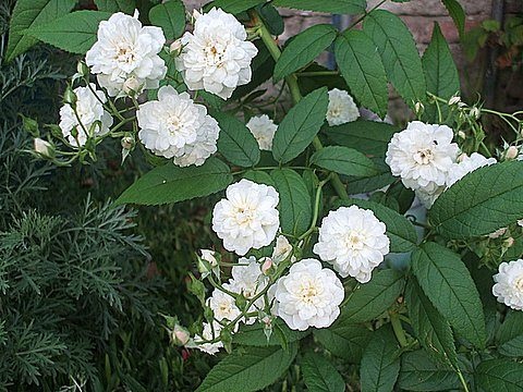 'Francine Austin' rose photo