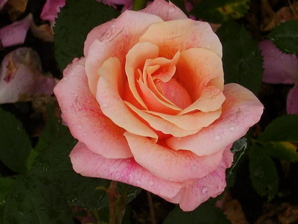 'Dorcas (shrub, Buck 1984)' rose photo