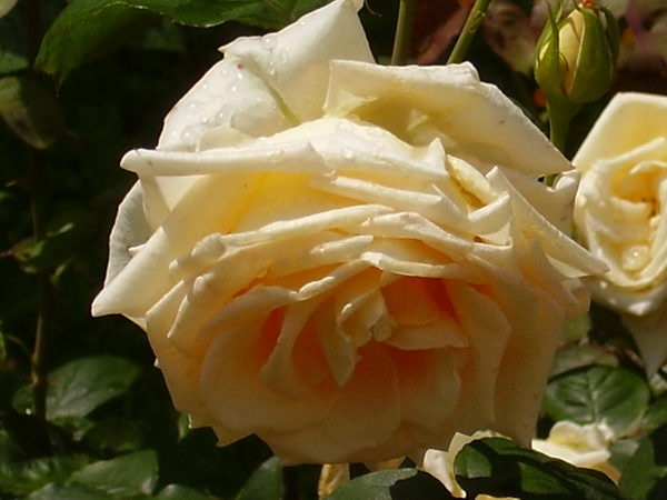 'Maid of Honour (hybrid tea, Weddle, 1986)' rose photo