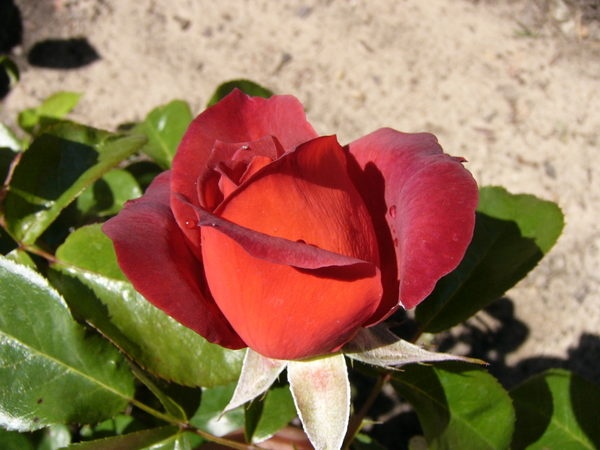 'Hot Cocoa ™ (Floribunda, Carruth 2001)' rose photo