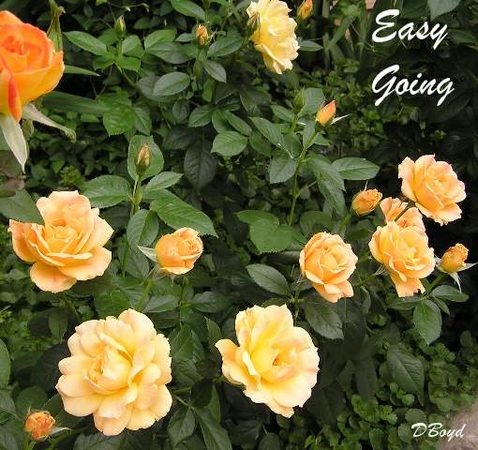 'Easy Going ™' rose photo