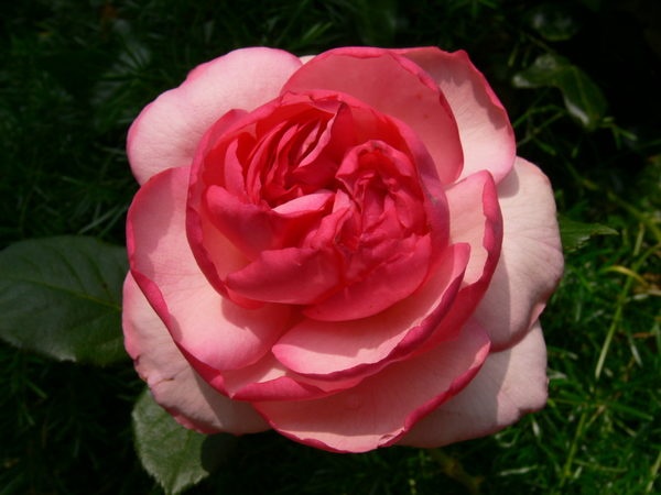 'Walzertraum® (hybrid tea, Evers/Tantau, 2003)' rose photo