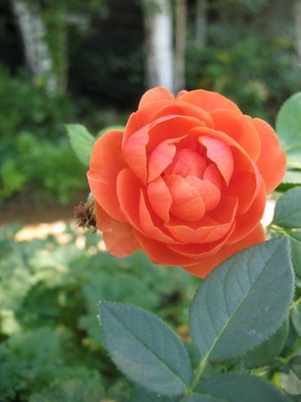 'Safari (shrub, Clements, 2004)' rose photo