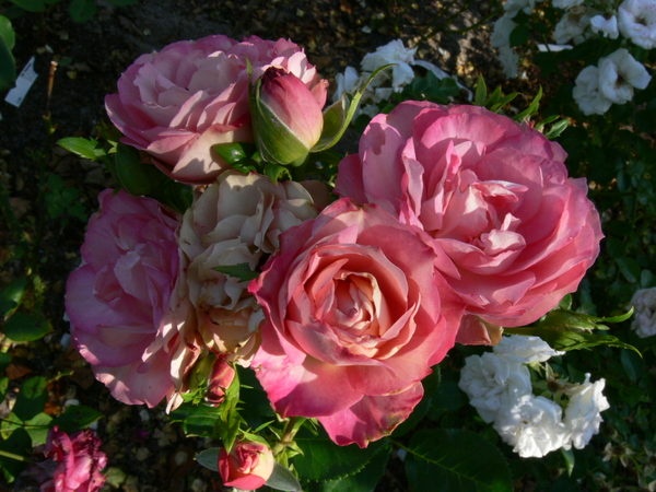 'Acropolis ®' rose photo
