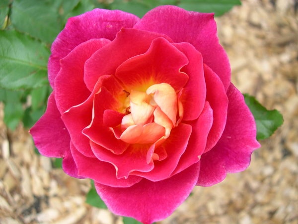 'Prairie Sunset (shrub, Buck 1984)' rose photo