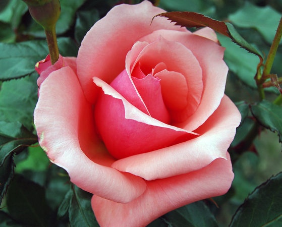 'Sweet Bouquet (hybrid tea, Burrows, 1996)' rose photo