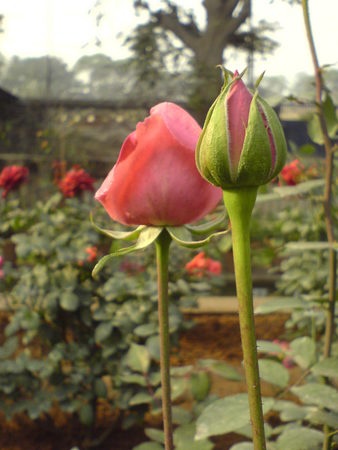 'Dr. B.P. Pal' rose photo