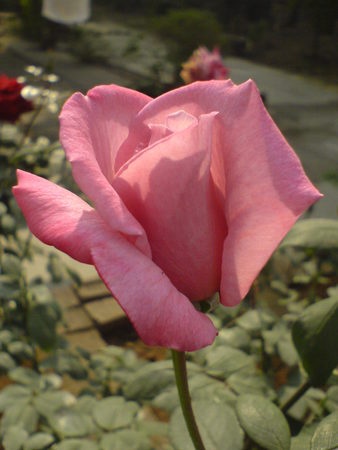 'Azure Sea' rose photo