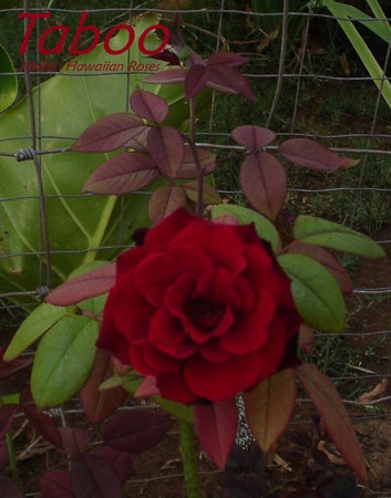 'Taboo ™ (hybrid tea, Evers 1988)' rose photo