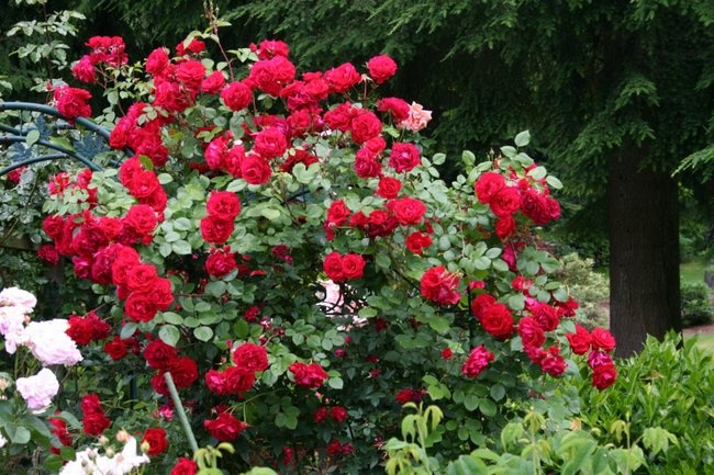 'The Prince's Trust' rose photo