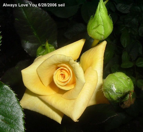 'Always Love You' rose photo